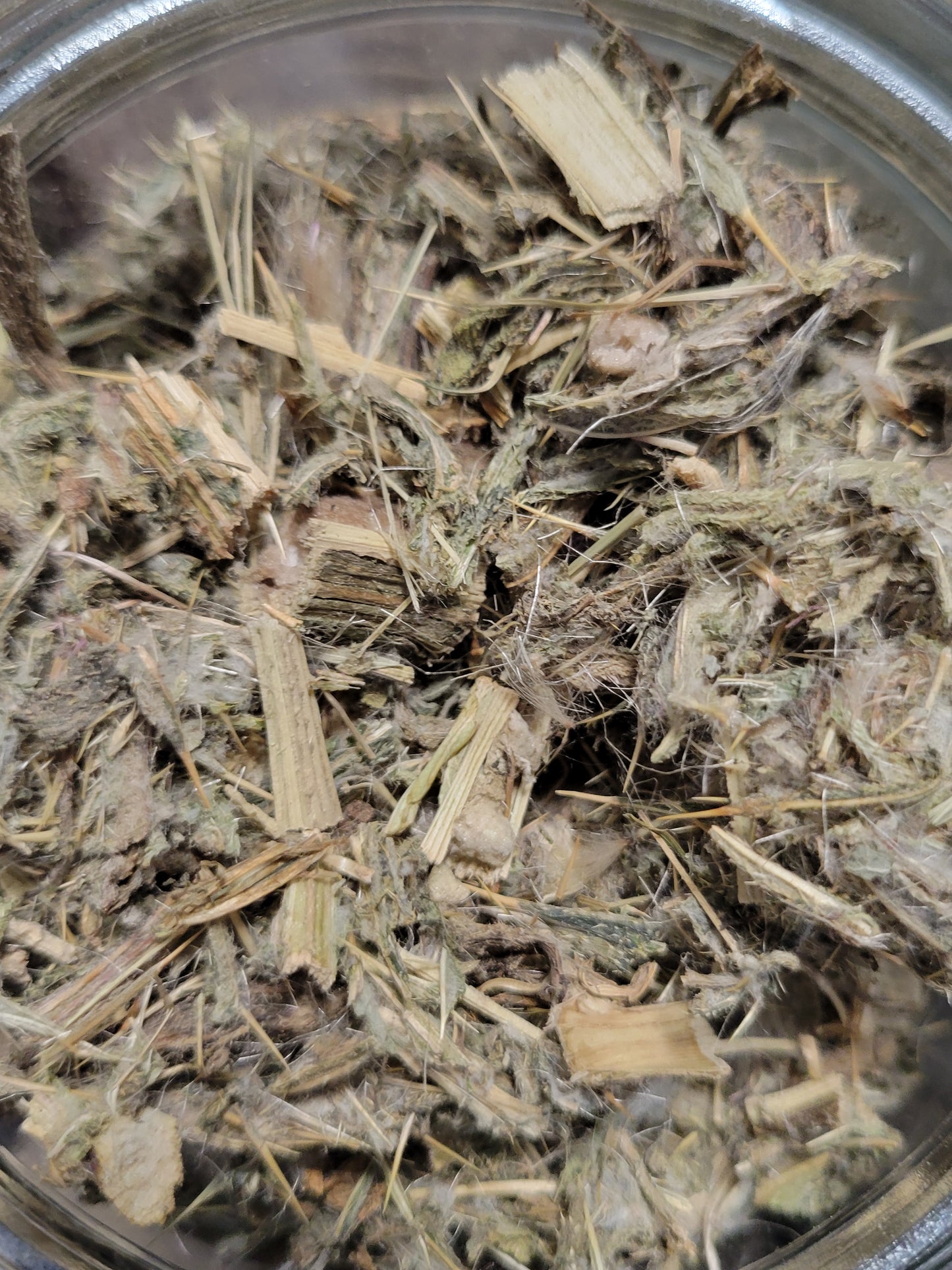 Holy Thistle