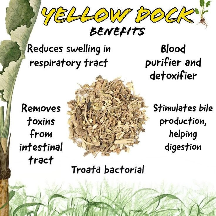 Yellow Dock Capsule