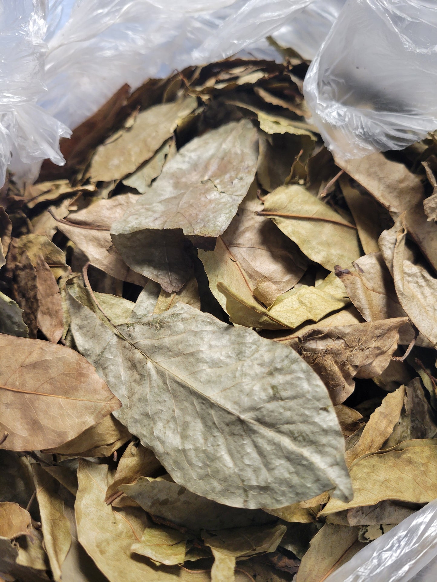 Soursop Leaf 1.05 0Z.